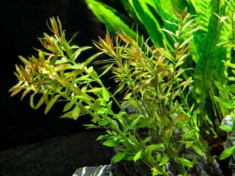 BUY 2 GET 1 FREE Ludwigia Arcuata 'Needle Leaf'