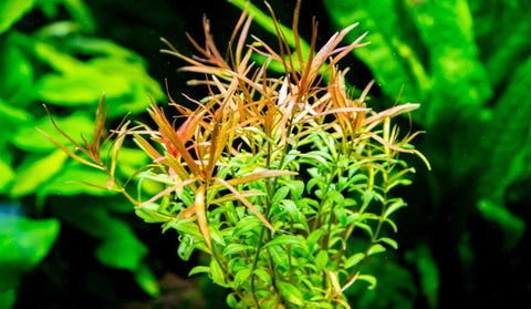 BUY 2 GET 1 FREE Ludwigia Arcuata 'Needle Leaf'