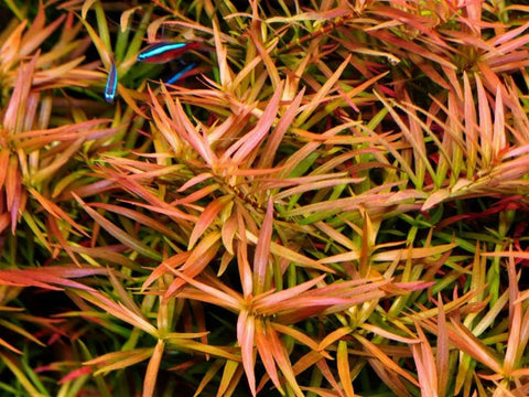 BUY 2 GET 1 FREE Ludwigia Arcuata 'Needle Leaf'