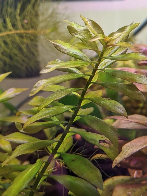 BUY 2 GET 1 FREE Ludwigia Arcuata 'Needle Leaf'