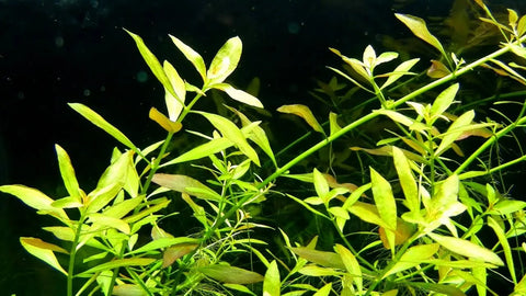 BUY 2 GET 1 FREE Ludwigia Arcuata 'Needle Leaf'