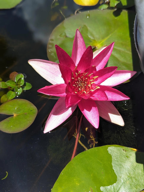 BUY 2 GET 1 FREE Nymphaea "Hardy Red" Water Lily (Full Grown!)-Easy Live Aquarium Pond Aquatic Plant-SQ6315657