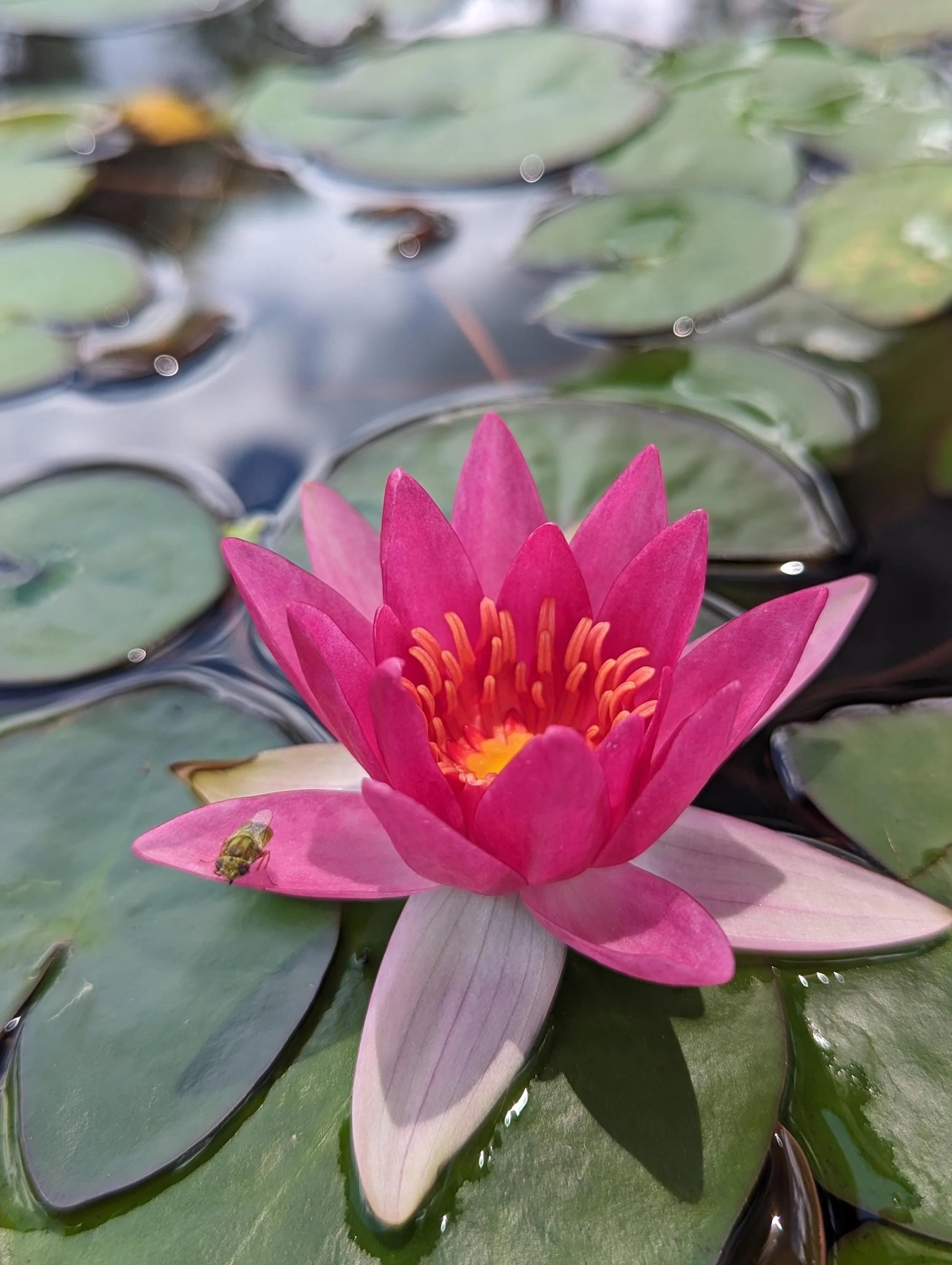 Florida Aquascaping Nymphaea Water Lily - Thumbnail 2