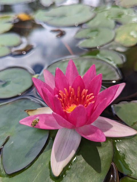 lily water flower BUY 2 GET 1 FREE Nymphaea "Hardy red" Water Lily (Full Grown!)