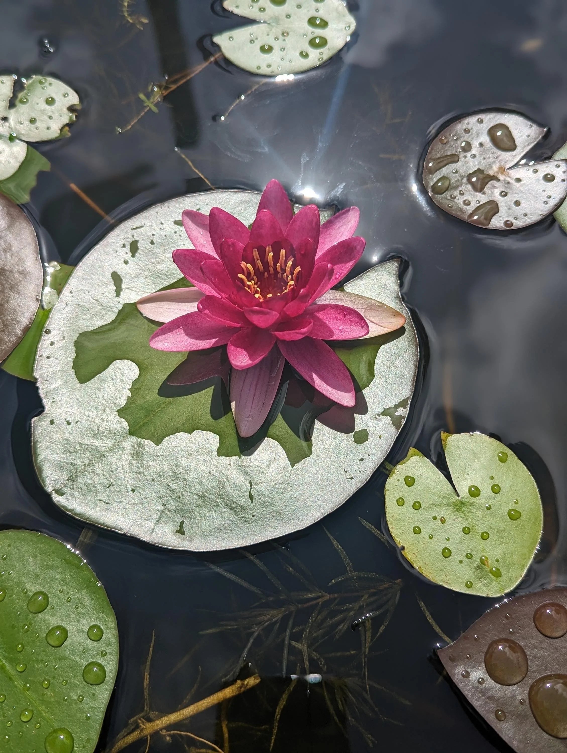 Florida Aquascaping Nymphaea Water Lily - Thumbnail 3