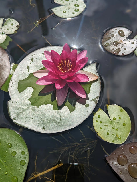 BUY 2 GET 1 FREE Nymphaea "Hardy Red" Water Lily (Full Grown!)-Easy Live Aquarium Pond Aquatic Plant-SQ6315657