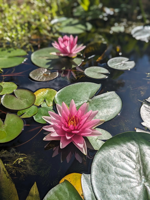 BUY 2 GET 1 FREE Nymphaea "Hardy Red" Water Lily (Full Grown!)-Easy Live Aquarium Pond Aquatic Plant-SQ6315657