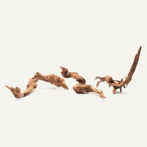 Pacific Wood SM (6~9 inches)-SQ0581472