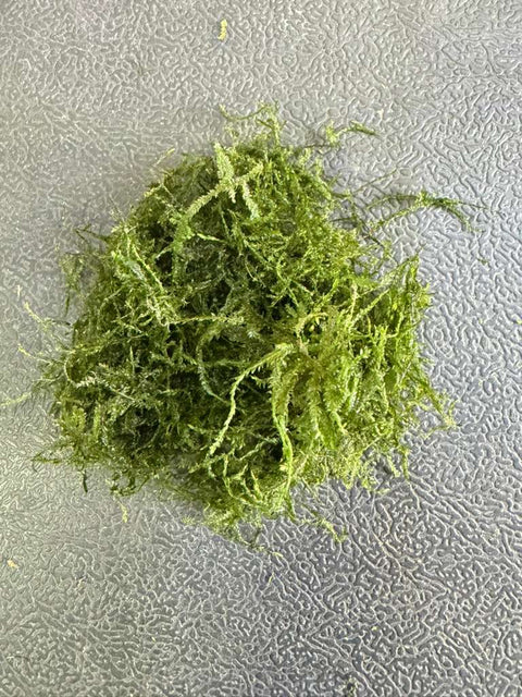 BUY 2 GET 1 FREE Peacock Moss