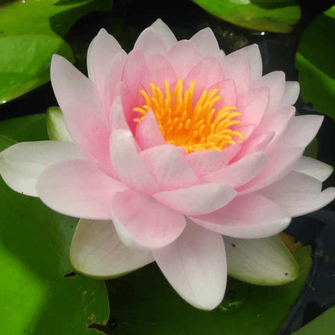 BUY 2 GET 1 FREE Nymphaea "Hardy Pink" Water Lily (Full Grown!)-Easy Live Aquarium Pond Aquatic Plant-SQ4083821
