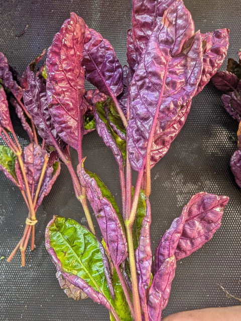 BUY 2 GET 1 FREE Purple Waffle (Hemigraphis alternata) -Easy Live Aquarium Pond Aquatic Plant