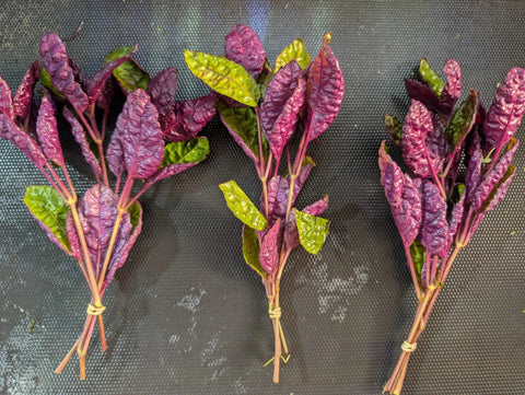 BUY 2 GET 1 FREE Purple Waffle (Hemigraphis alternata) -Easy Live Aquarium Pond Aquatic Plant