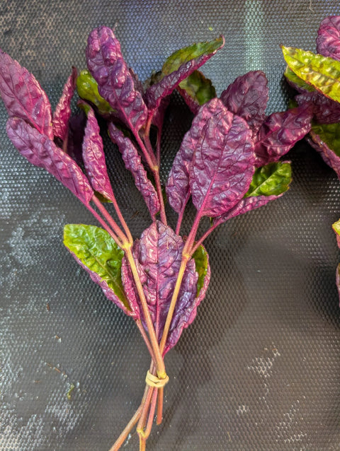 BUY 2 GET 1 FREE Purple Waffle (Hemigraphis alternata) -Easy Live Aquarium Pond Aquatic Plant