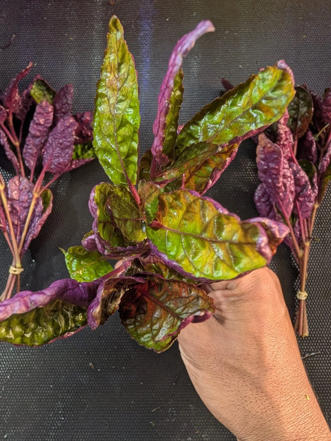 BUY 2 GET 1 FREE Purple Waffle (Hemigraphis alternata) -Easy Live Aquarium Pond Aquatic Plant