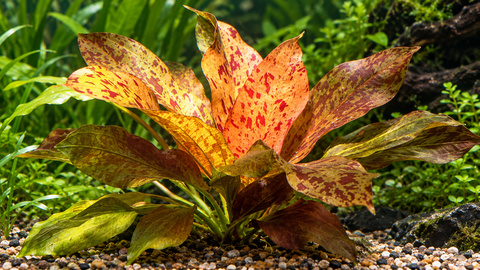 BUY 1 GET 1 FREE Red Flame Sword (Echinodorus)