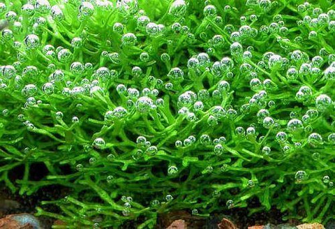 riccia pearling oxygen
