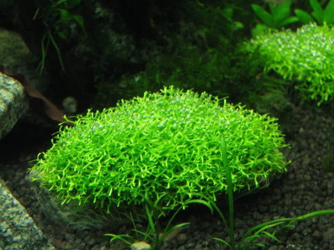 riccia tied down with mesh in aquarium