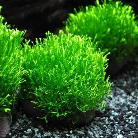 riccia tied to stone underwater in aquascape