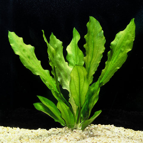 BUY 2 GET 1 FREE Ruffle Sword! (Echinodorus Martii)