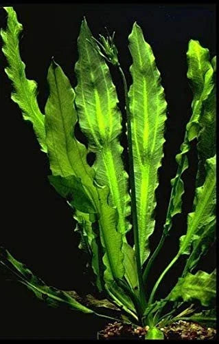 BUY 2 GET 1 FREE Ruffle Sword! (Echinodorus Martii)