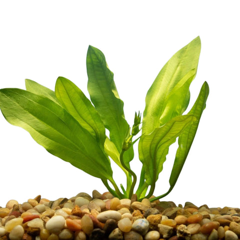 BUY 2 GET 1 FREE Ruffle Sword! (Echinodorus Martii)