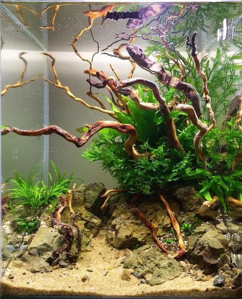 Spiderwood (8~12 inches)-SQ2726615