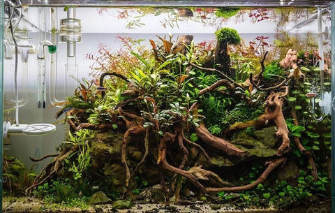 Spiderwood (8~12 inches)-SQ2726615