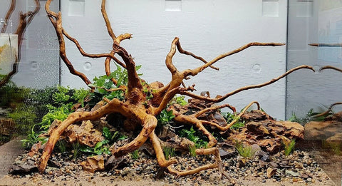 spider wood plant Spiderwood (8~12 inches)