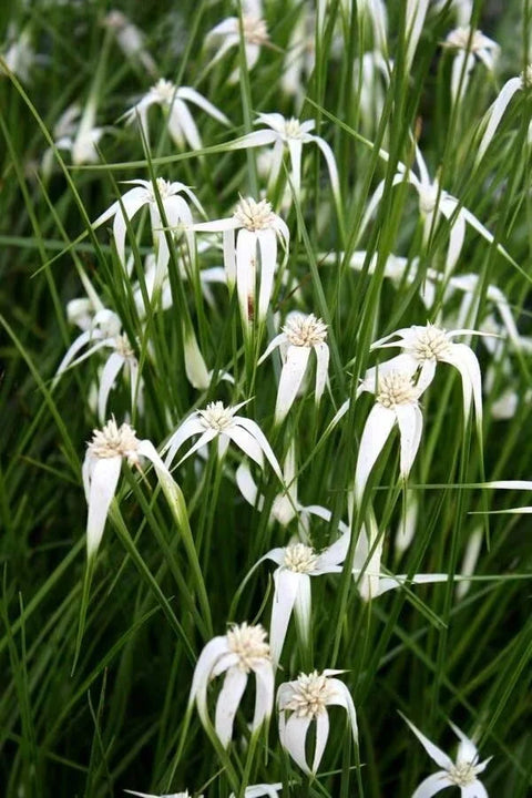 BUY 2 GET 1 FREE White Stargrass, White Pickerel, Variegated Spider Lily ( Pond Plant Pack 4 ) - Easy Live Aquarium Pond Aquatic Plant