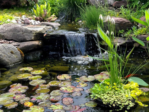 BUY 2 GET 1 FREE White Stargrass, White Pickerel, Variegated Spider Lily ( Pond Plant Pack 4 ) - Easy Live Aquarium Pond Aquatic Plant