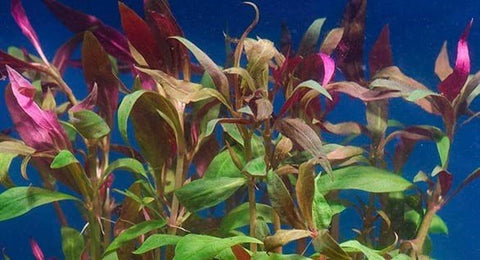 BUY 2 GET 1 FREE Telanthera (Alternanthera reineckii var 'roseafolia')-Easy Live Aquarium Pond Aquatic Plant