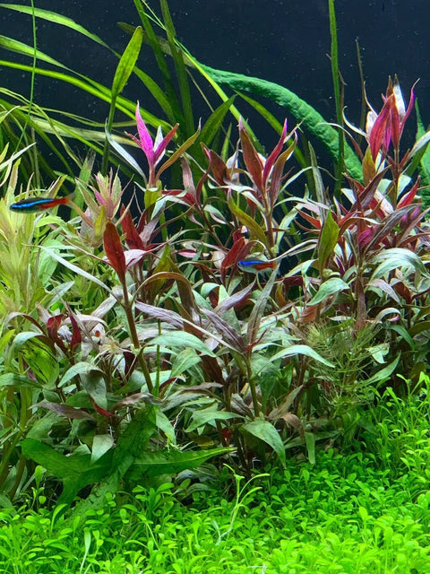 BUY 2 GET 1 FREE Telanthera (Alternanthera reineckii var 'roseafolia')-Easy Live Aquarium Pond Aquatic Plant
