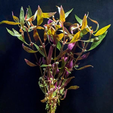 BUY 2 GET 1 FREE Telanthera (Alternanthera reineckii var 'roseafolia')-Easy Live Aquarium Pond Aquatic Plant