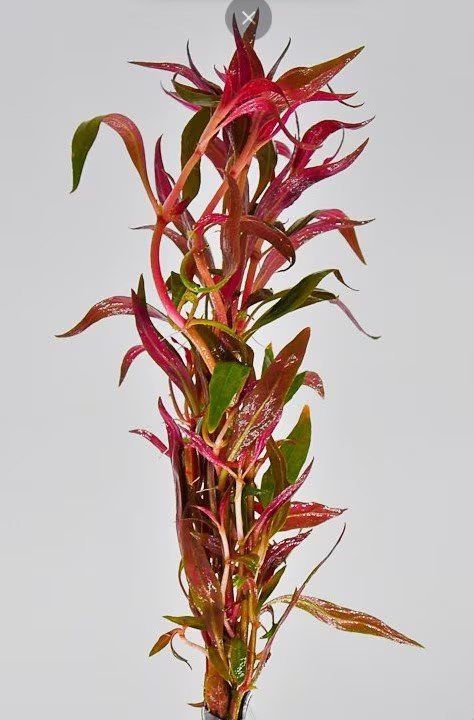 BUY 2 GET 1 FREE Telanthera (Alternanthera reineckii var 'roseafolia')-Easy Live Aquarium Pond Aquatic Plant