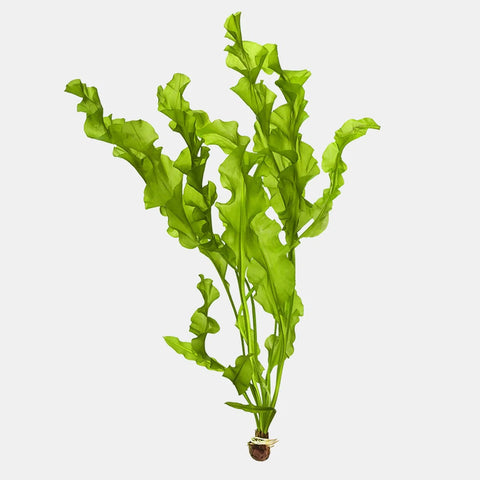 BUY 2 GET 1 FREE Aponogeton Ulvaceus!-SQ9813725