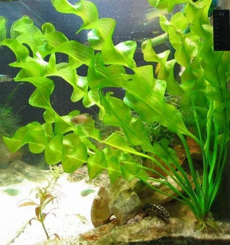 BUY 2 GET 1 FREE Aponogeton Ulvaceus!-SQ9813725