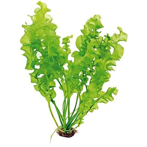BUY 2 GET 1 FREE Aponogeton Ulvaceus!-SQ9813725