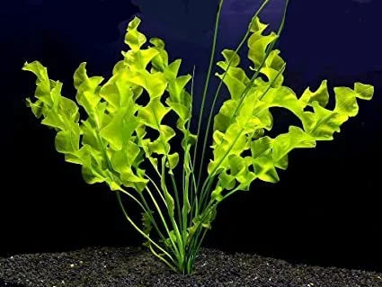 BUY 2 GET 1 FREE Aponogeton Ulvaceus!-SQ9813725