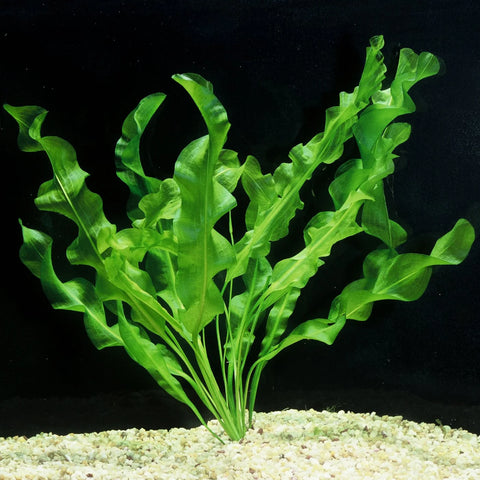 BUY 2 GET 1 FREE Aponogeton Ulvaceus!-SQ9813725