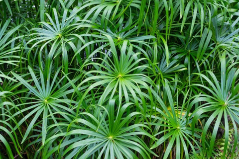 Buy 2 Get 1 Free Corkscrew Rush, Horsetail Rush, Umbrella Palm ( Pond Plant Pack 1 ) - Easy Live Aquarium Pond Aquatic Plant