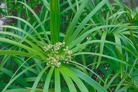 Buy 2 Get 1 Free Corkscrew Rush, Horsetail Rush, Umbrella Palm ( Pond Plant Pack 1 ) - Easy Live Aquarium Pond Aquatic Plant