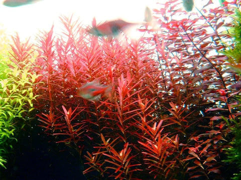BUY 2 GET 1 FREE Rotala Vietnam H'Ra