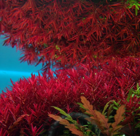 BUY 2 GET 1 FREE Rotala Vietnam H'Ra