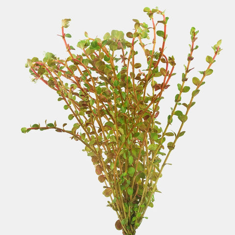 BUY 2 GET 1 FREE Rotala Vietnam H'Ra