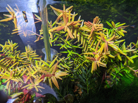 BUY 2 GET 1 FREE Rotala Vietnam H'Ra