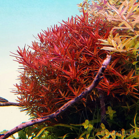 BUY 2 GET 1 FREE Rotala Vietnam H'Ra