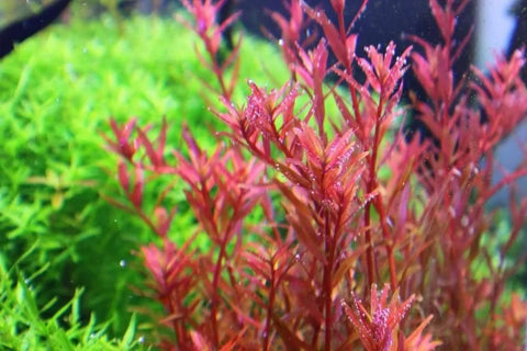 BUY 2 GET 1 FREE Rotala Vietnam H'Ra