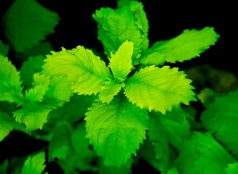 BUY 2 GET 1 FREE Water Wisteria (Hygrophila difformis)