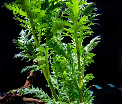 BUY 2 GET 1 FREE Water Wisteria (Hygrophila difformis)