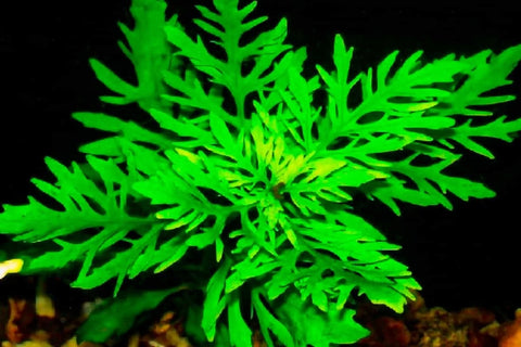 BUY 2 GET 1 FREE Water Wisteria (Hygrophila difformis)